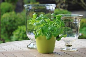 Storing herbs in glass jars