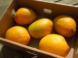 Mangoes in Wooden tray