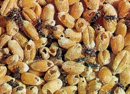 weevils in grains and flour